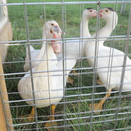 Ferienwohnung Kuehnel Pfaffendorf Dış mekan fotoğraf