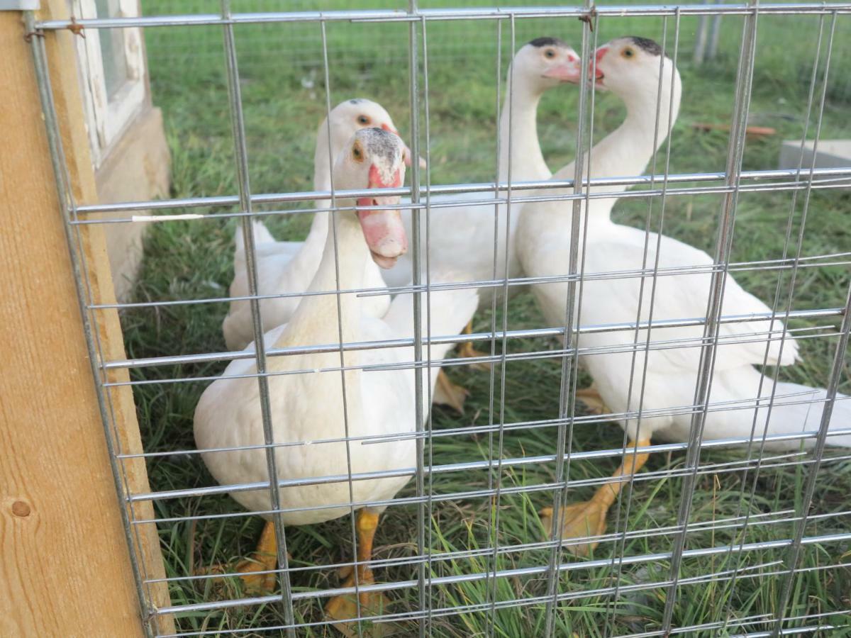 Ferienwohnung Kuehnel Pfaffendorf Dış mekan fotoğraf